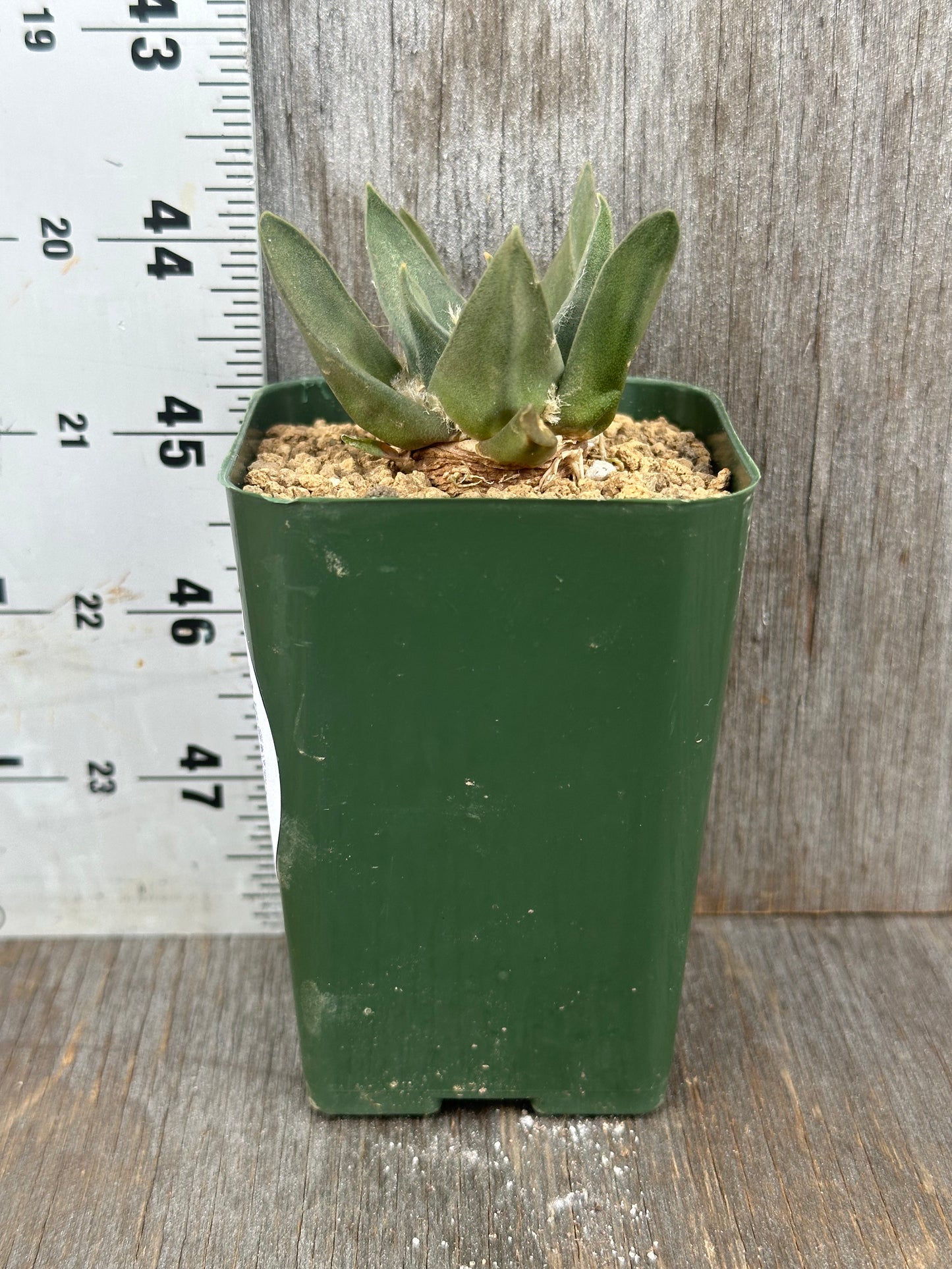 Ariocarpus Retusus (1212W17) in a 2.25-inch green pot, featuring thick triangular tubercles arranged in a star pattern, alongside a white ruler for scale.