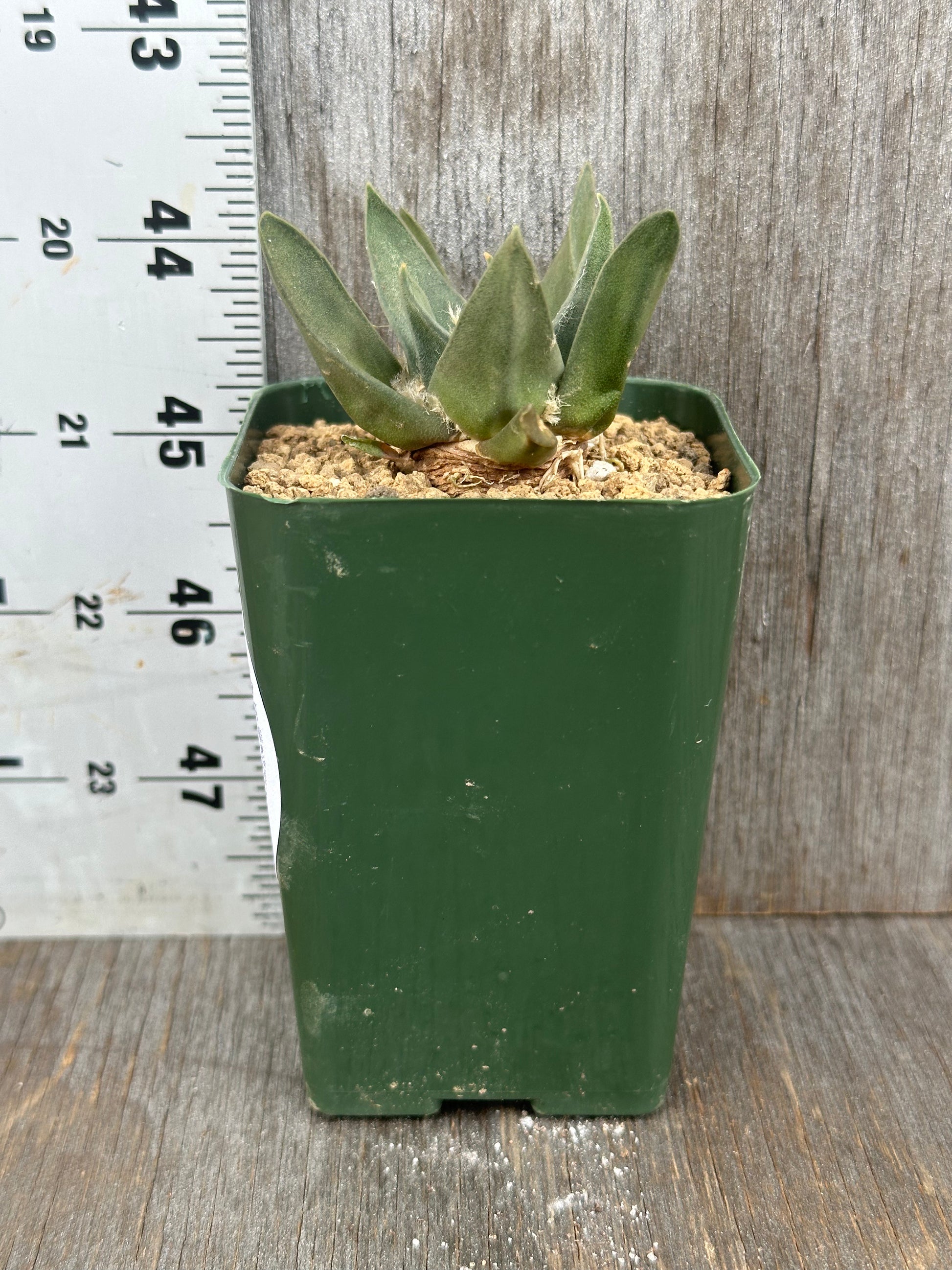 Ariocarpus Retusus (1212W17) in a 2.25-inch green pot, featuring thick triangular tubercles arranged in a star pattern, alongside a white ruler for scale.