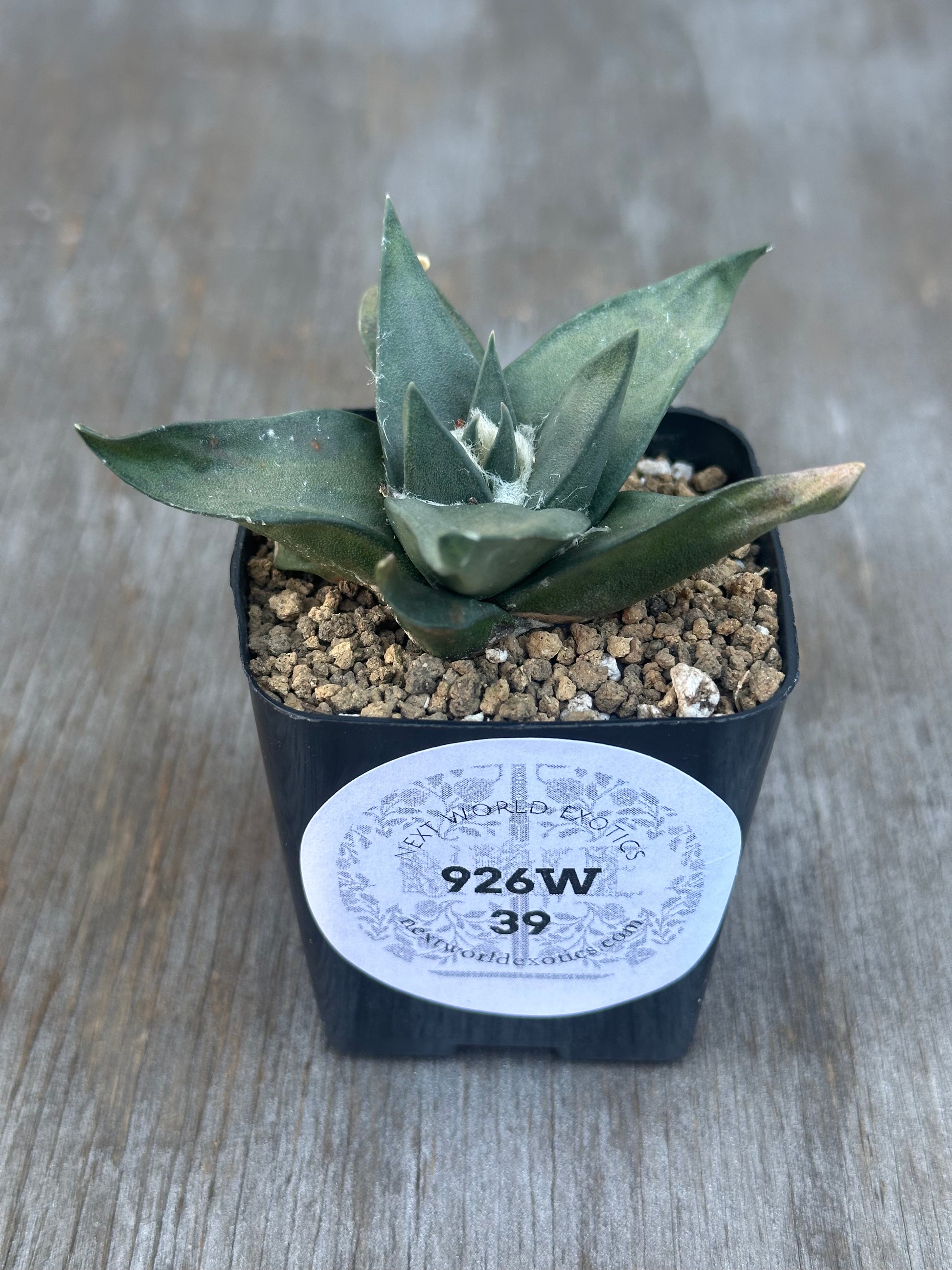 Small potted Ariocarpus retusus (Star Rock) with a label, showcasing its thick, triangular tubercles arranged in a rosette, in a 2.25-inch pot.