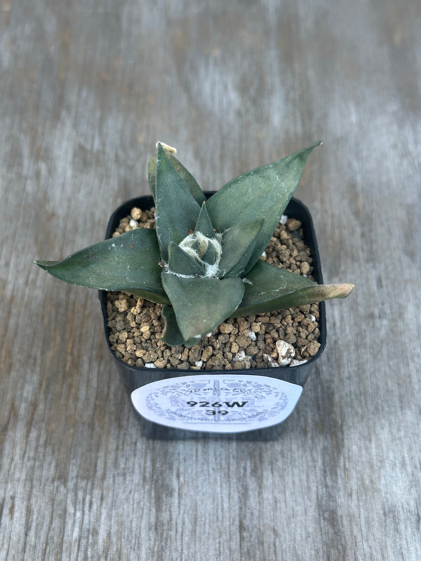 Potted Ariocarpus retusus labeled FIX ME ARIOCARPUS with star-shaped tubercles in a 2.25-inch pot, showcasing its distinctive rosette form.