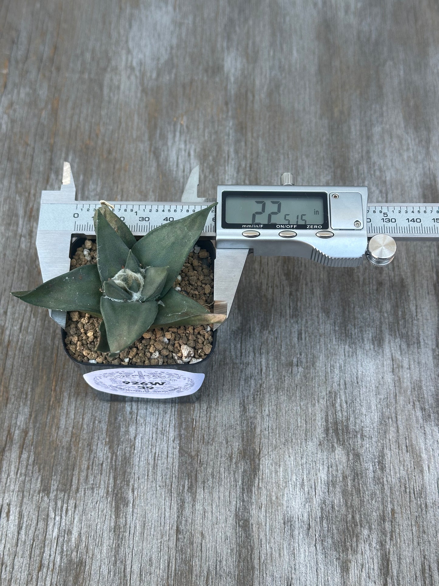 Ariocarpus retusus plant in a 2.25-inch pot with a measuring device beside it.