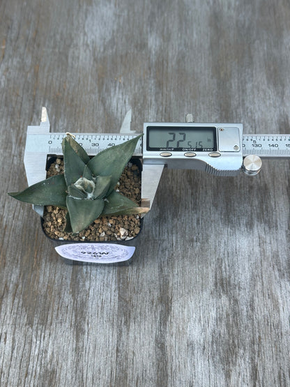 Ariocarpus retusus plant in a 2.25-inch pot with a measuring device beside it.