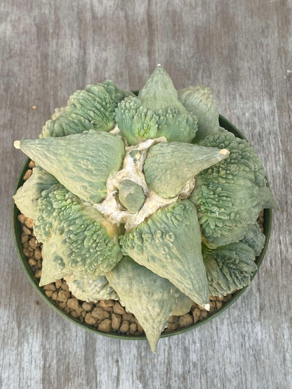 Ariocarpus Retusus cv. Cauliflower (ARC1) 🌱 in a 6-inch pot, showcasing its intricate, sculptural tubercles and unique growth pattern.