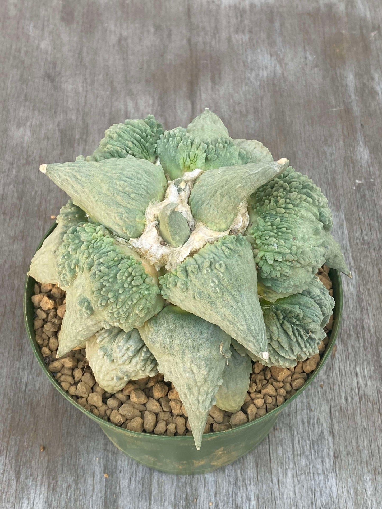 Ariocarpus Retusus cv. Cauliflower (ARC1) 🌱, a rare cactus with dense, sculptural tubercles, showcased in a 6-inch pot.