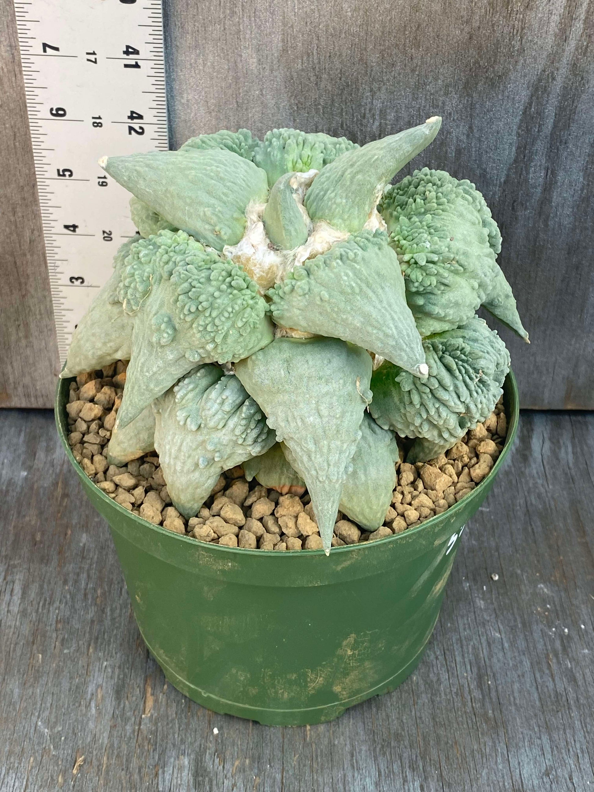 Ariocarpus Retusus cv. Cauliflower (ARC1) 🌱 in a 6-inch pot, showcasing its dense, sculptural tubercles and mature growth.