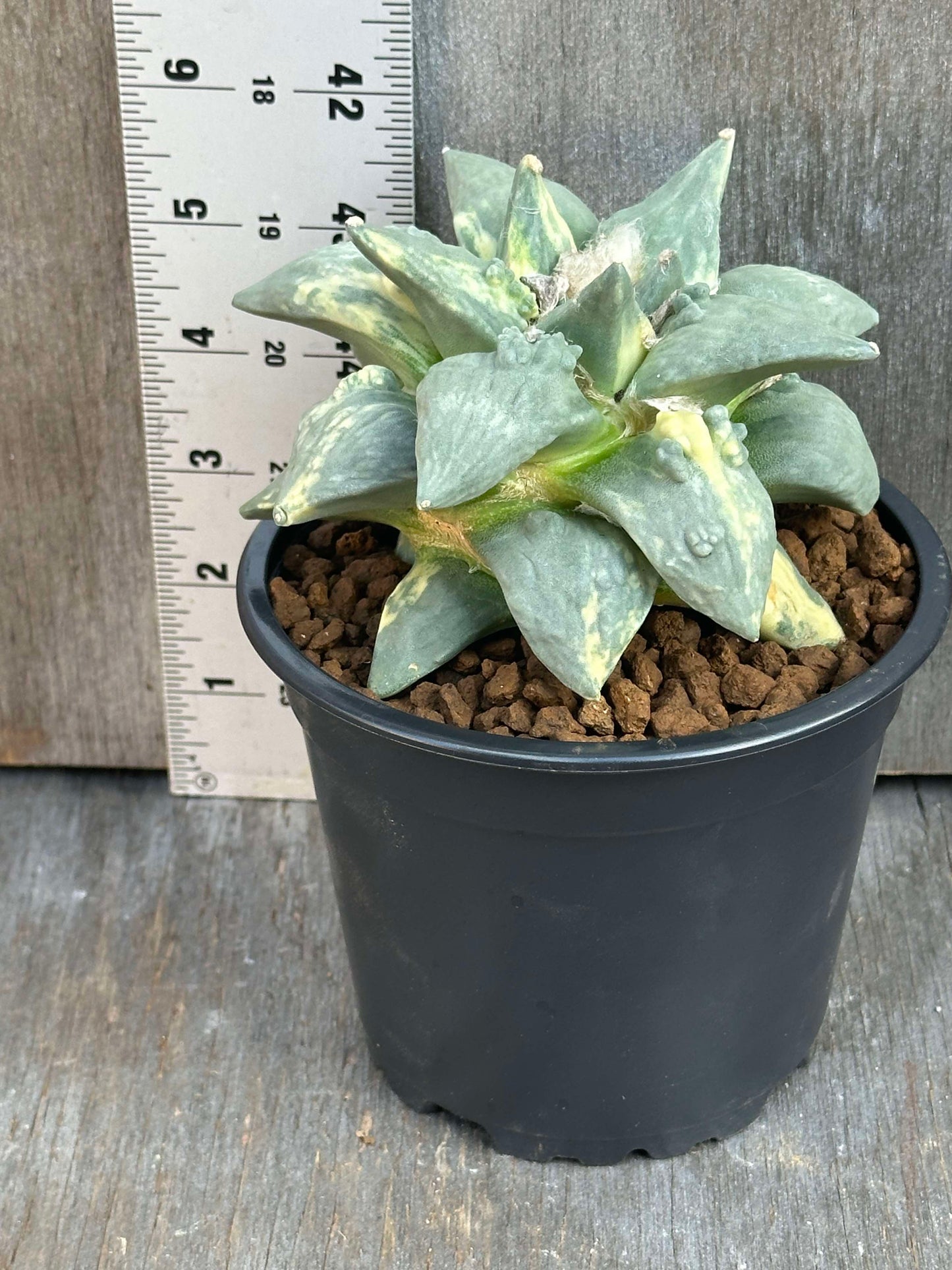 Ariocarpus Retusus cv. Cauliflower Variegated (ARCV1) in a 5-inch pot, showcasing its large, distinct patterned leaves.