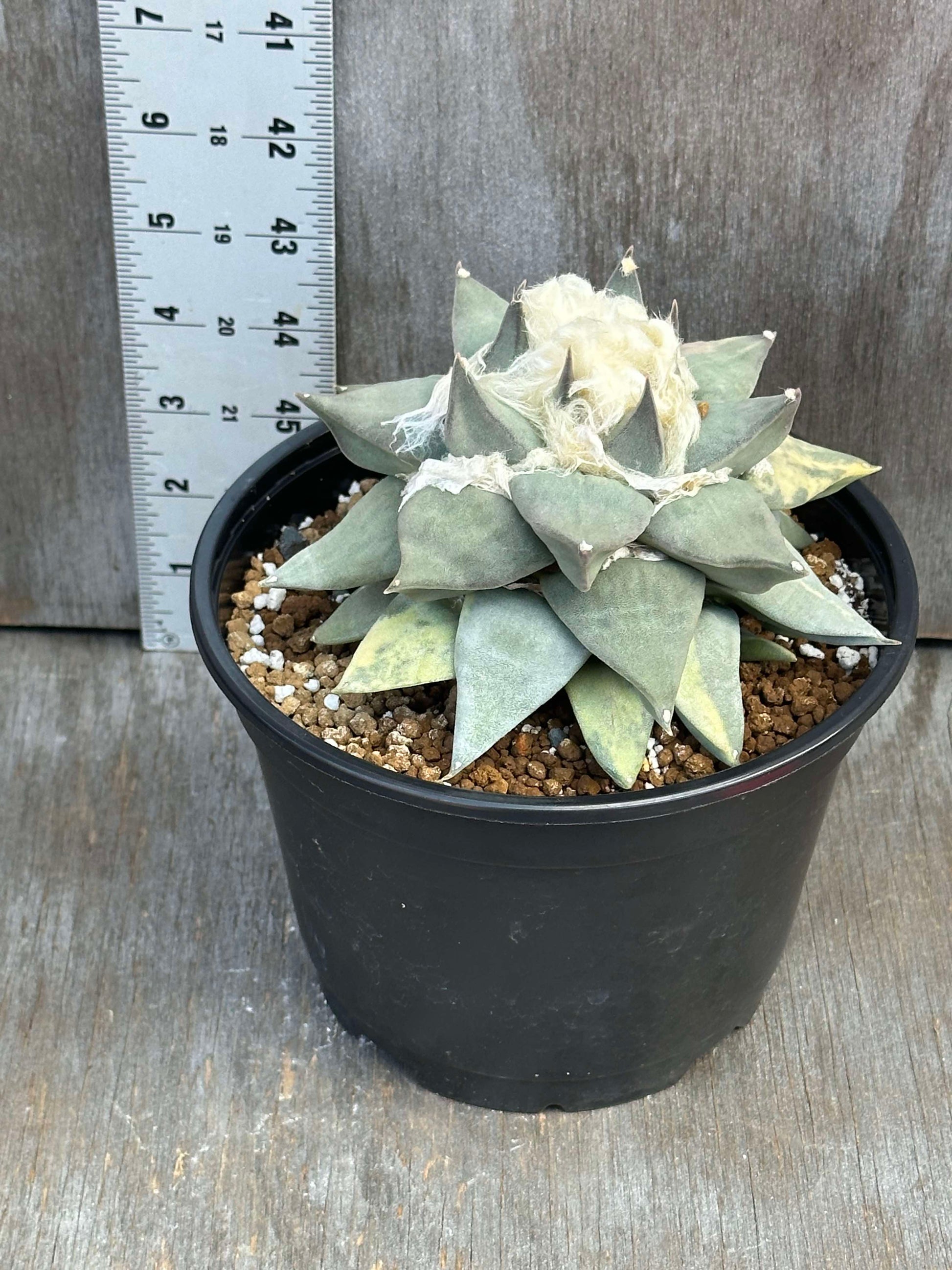 Ariocarpus Retusus Variegated (ARV1) 🌱 in a 5-inch pot showing distinctive variegation and half-moon segments on several leaves, positioned indoors.