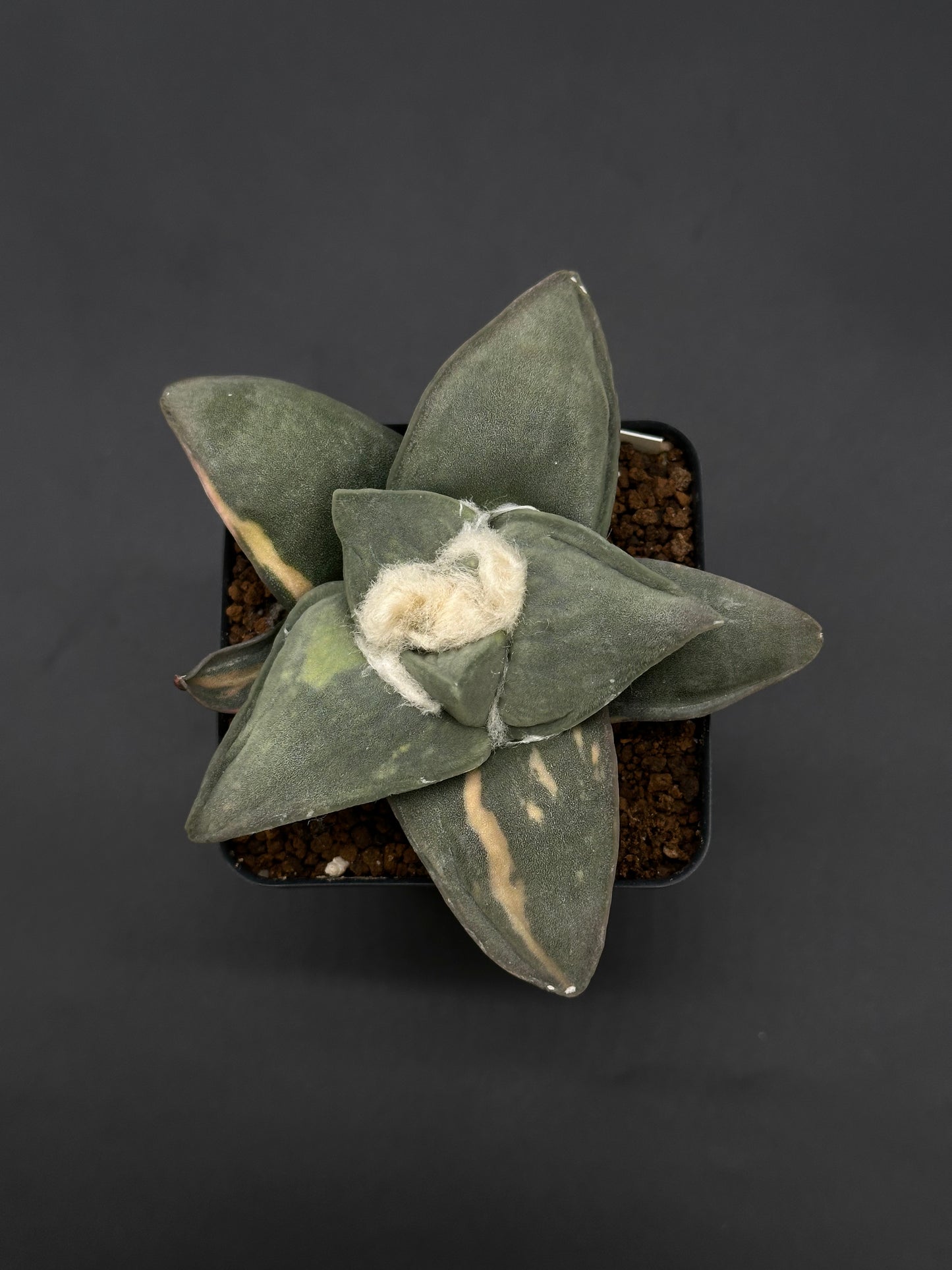 Ariocarpus Retusus Variegated (51W03) in a 2.5-inch pot, showcasing star-shaped, thick, triangular tubercles in a rosette formation.