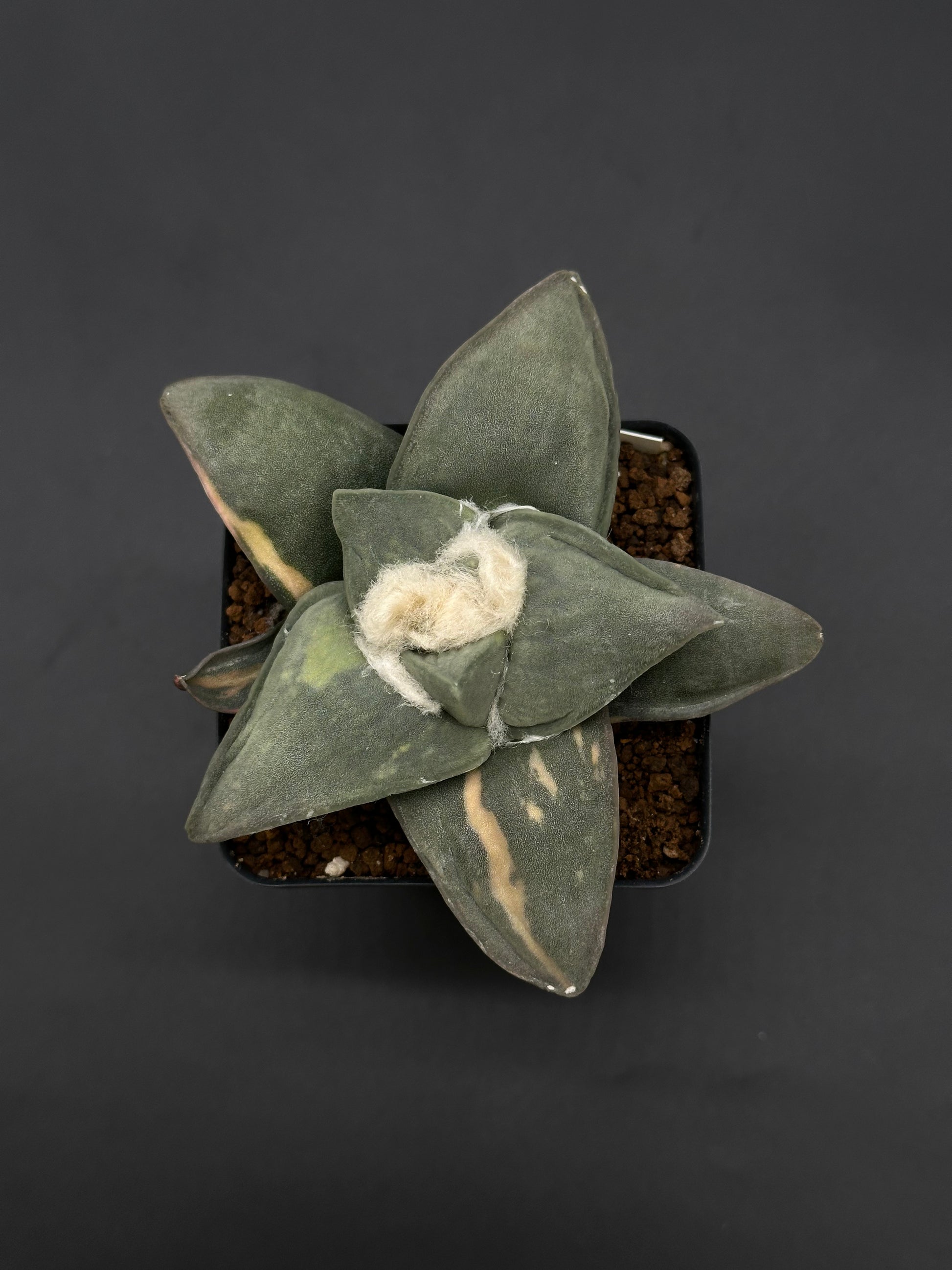 Ariocarpus Retusus Variegated (51W03) in a 2.5-inch pot, showcasing star-shaped, thick, triangular tubercles in a rosette formation.