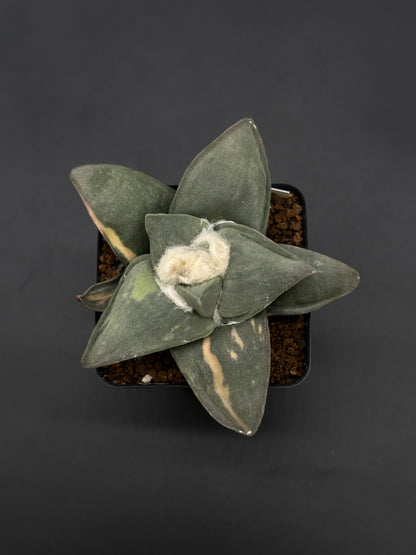 Ariocarpus Retusus Variegated (51W03) in a 2.5-inch pot, showcasing star-shaped, thick, triangular tubercles in a rosette formation.