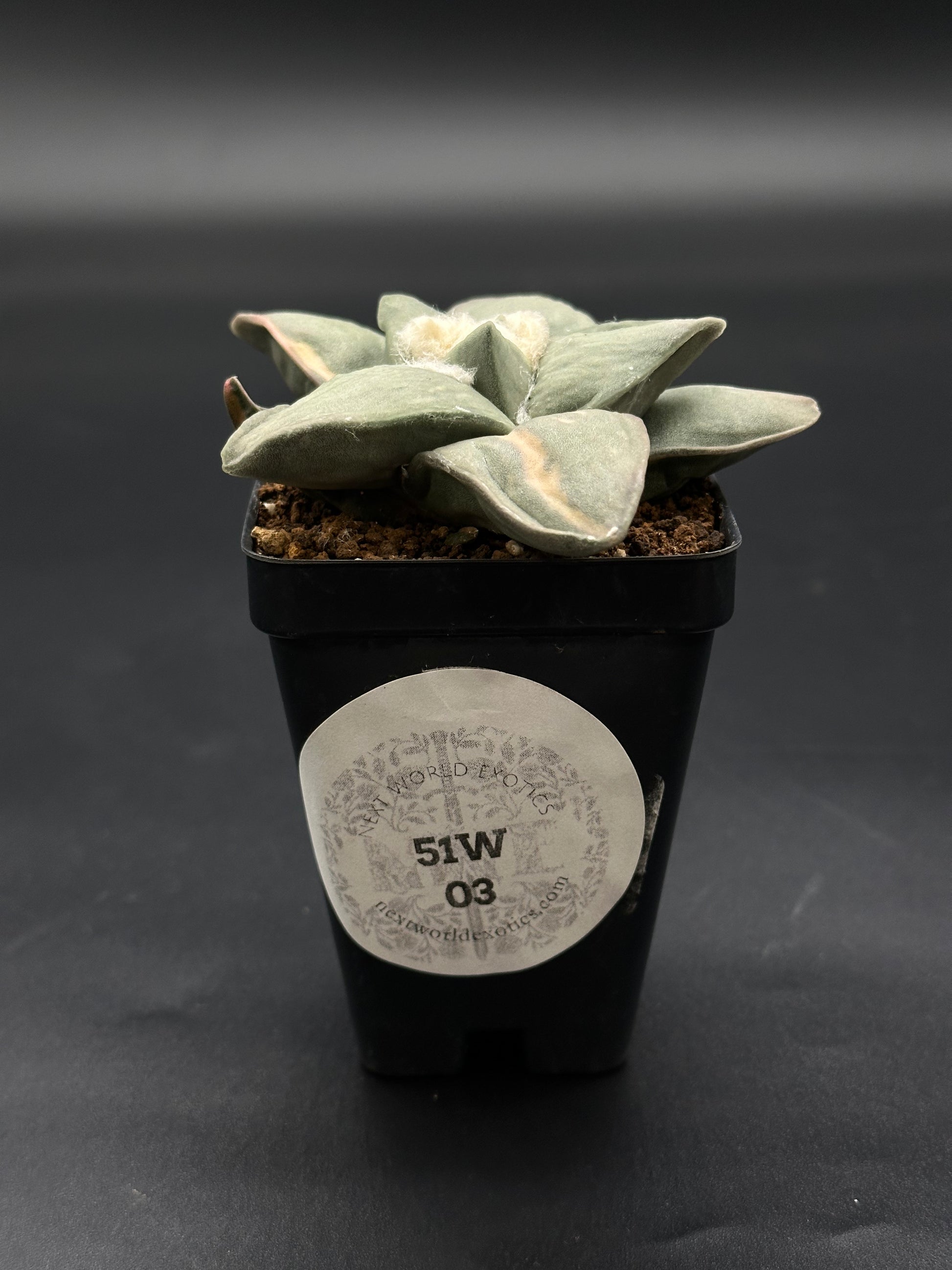 Ariocarpus Retusus Variegated in a 2.5-inch pot, featuring star-shaped tubercles and a white sticker with black text on top.