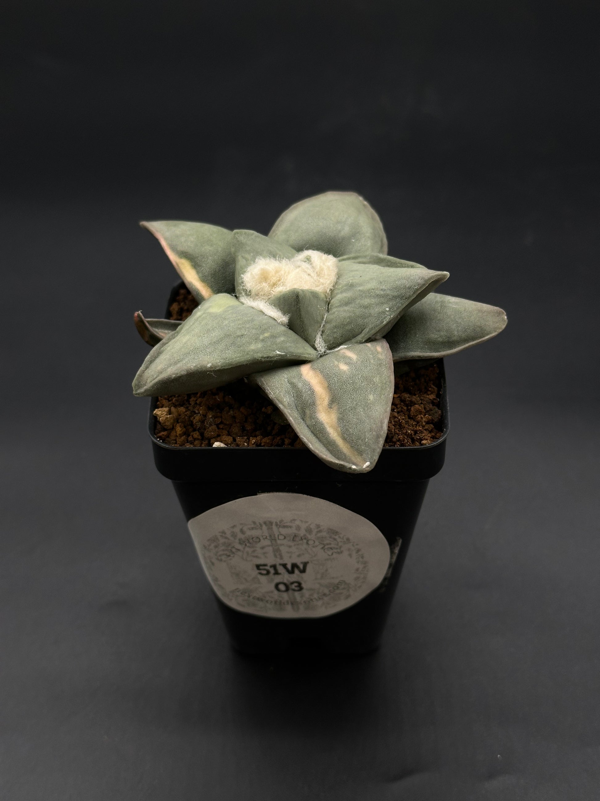 Ariocarpus Retusus Variegated (51W03) in a 2.5-inch pot, featuring star-shaped tubercles forming a rosette with distinctive variegated patterns.
