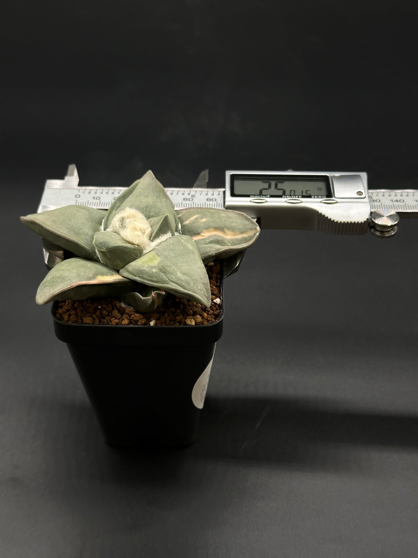 Ariocarpus Retusus Variegated (51W03) in a 2.5-inch pot with a measuring device, showcasing its star-shaped tubercles and digital display for monitoring.