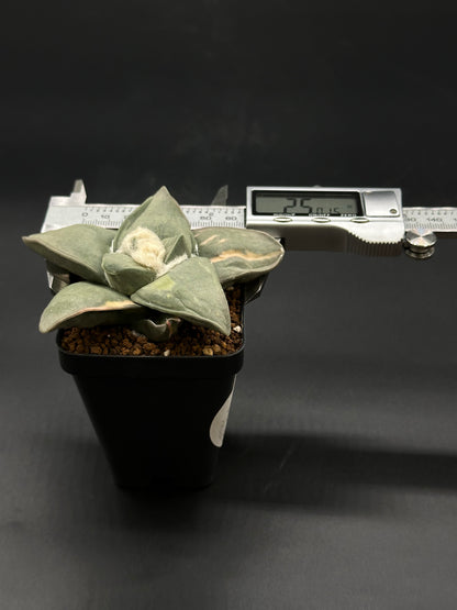 Ariocarpus Retusus Variegated (51W03) in a 2.5-inch pot with a measuring device, showcasing its star-shaped tubercles and digital display for monitoring.