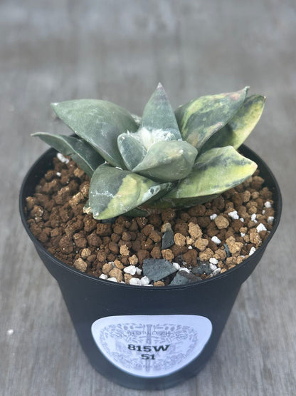 Ariocarpus Retusus Variegated (815W56) in a 2.25-inch pot, showcasing its star-shaped, thick tubercles with notable variegation on nearly all leaves.