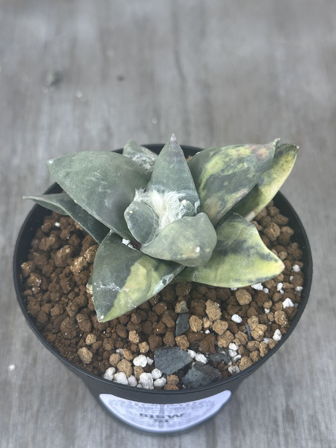 Variegated Ariocarpus Retusus in a 2.25-inch pot, showcasing its distinctive star-shaped, thick, triangular tubercles forming a rosette.