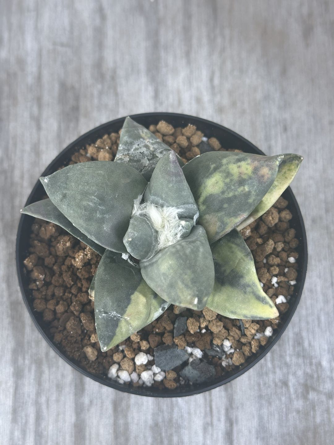 Ariocarpus Retusus Variegated (815W56) in a 2.25-inch pot, showcasing star-shaped, variegated tubercles arranged in a rosette pattern.