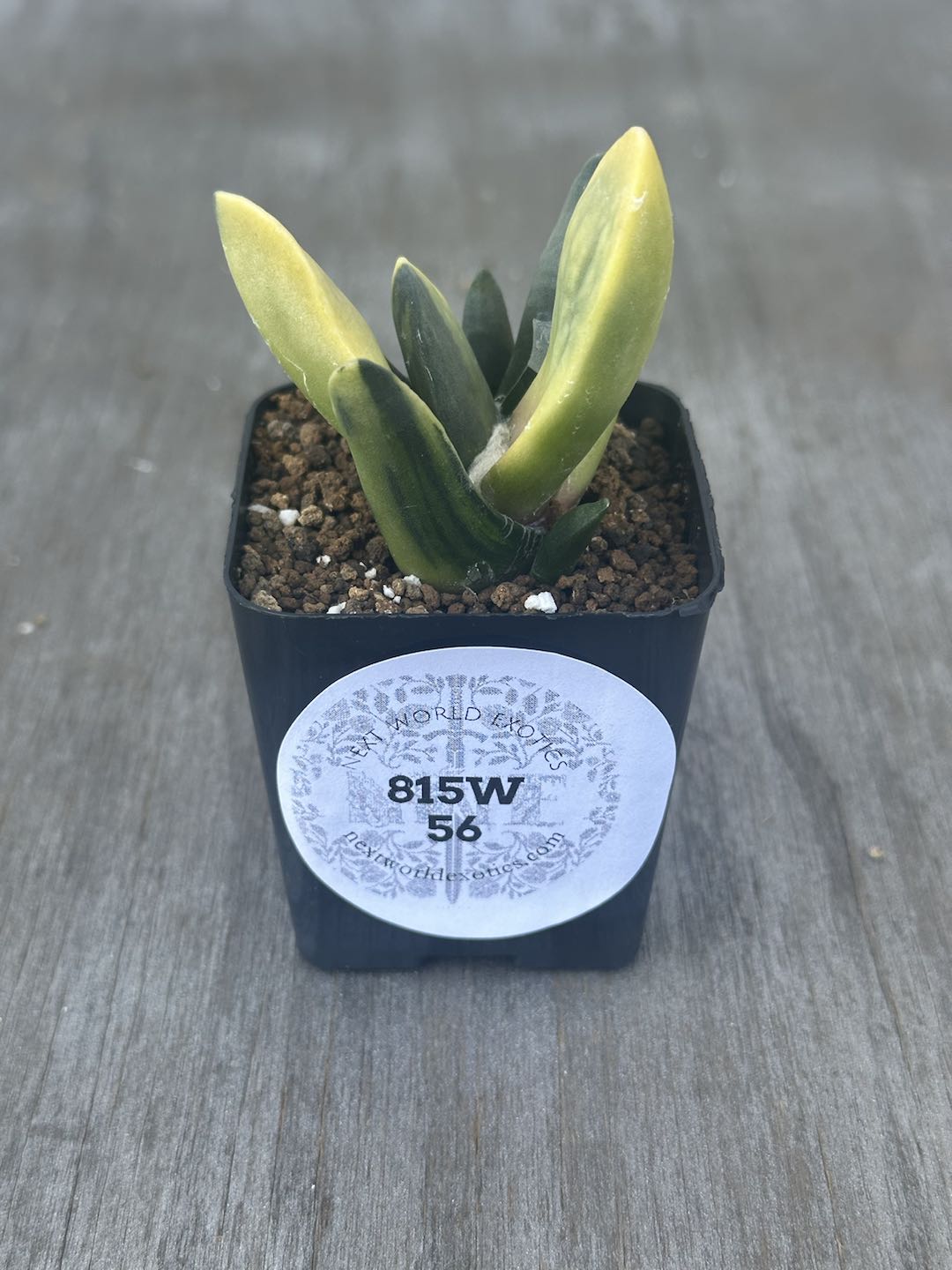 Ariocarpus Retusus Variegated in a 2.25-inch pot, showcasing star-shaped, variegated tubercles forming a rosette, with visible text on a white sticker.