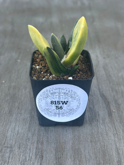 Ariocarpus Retusus Variegated in a 2.25-inch pot, showcasing star-shaped, variegated tubercles forming a rosette, with visible text on a white sticker.