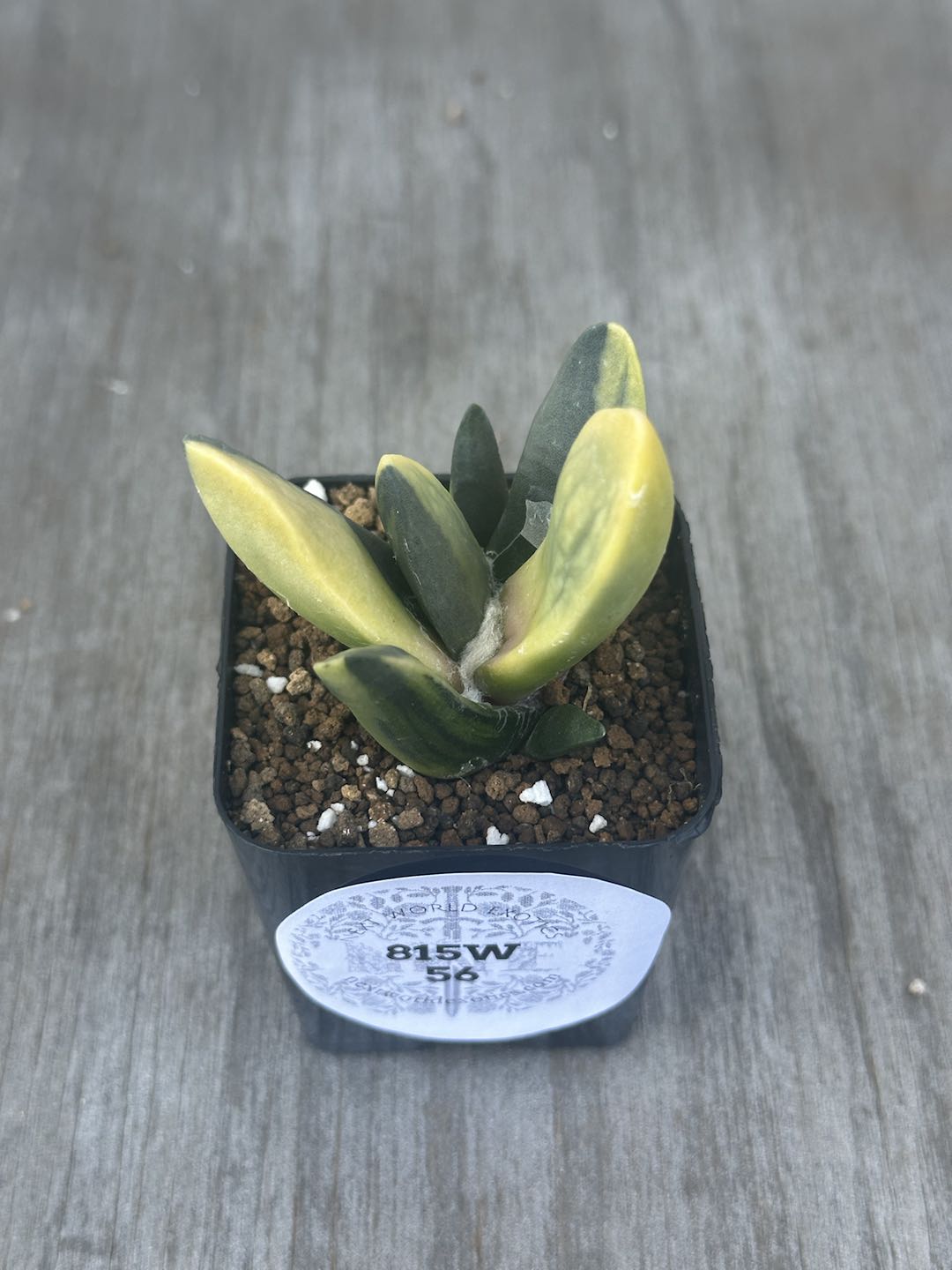 Ariocarpus Retusus Variegated (ARV2) 🌱 - A small potted succulent plant with star-shaped, variegated leaves in a 2.25-inch pot, labeled.