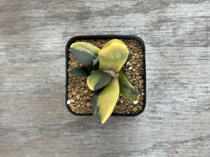 Ariocarpus Retusus Variegated (ARV2) potted plant with star-shaped, variegated leaves, in a 2.25-inch pot, on a wooden surface.