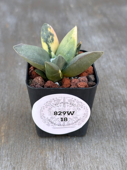 Ariocarpus Retusus Variegated (829W18) in a 2.25-inch pot, showcasing star-shaped, variegated tubercles in a rosette pattern.