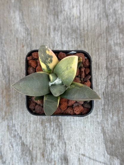 Ariocarpus Retusus Variegated (829W18) in a 2.25-inch pot, showcasing star-shaped rosette of thick, triangular tubercles with variegated leaves.