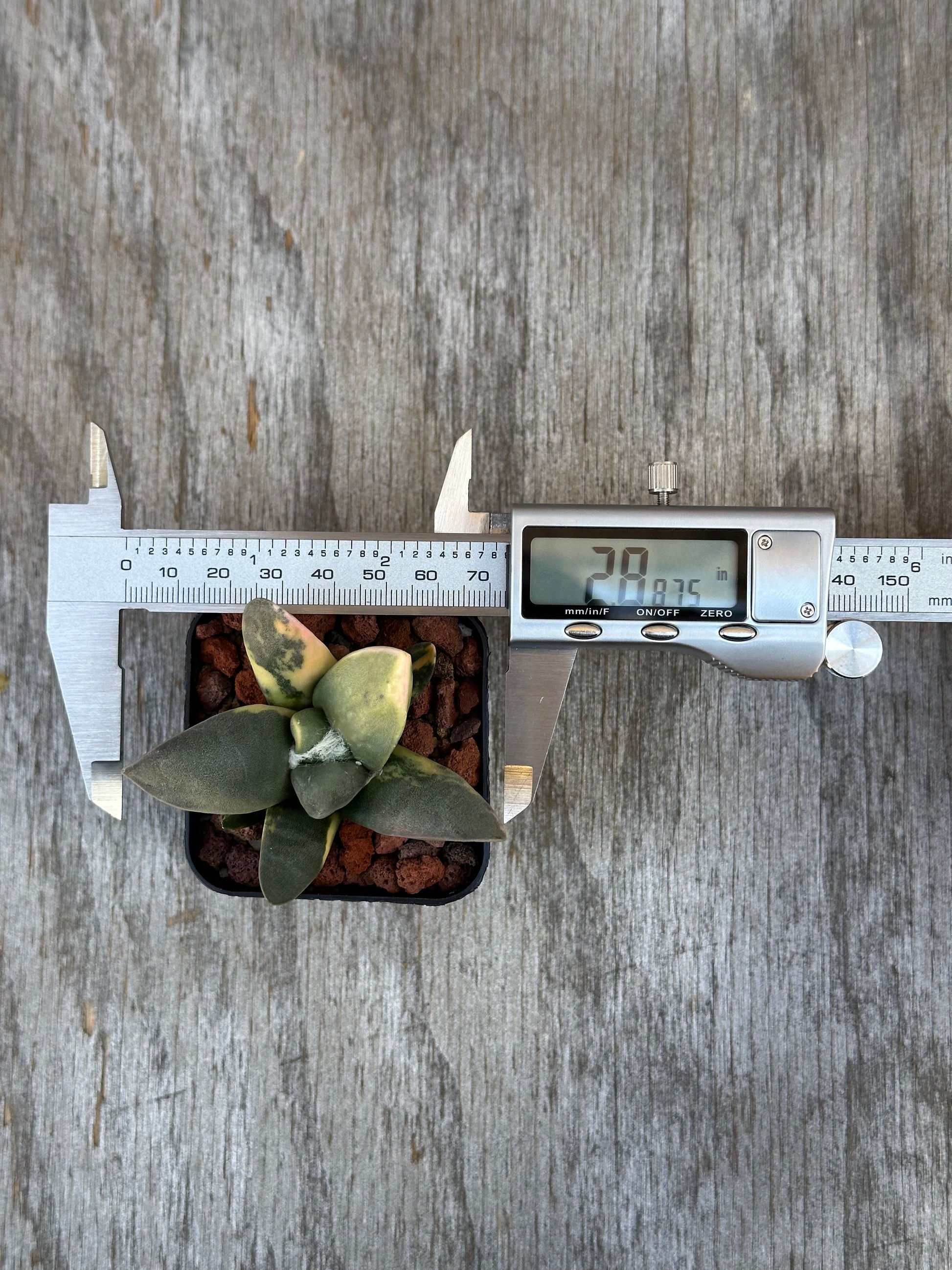 Ariocarpus Retusus Variegated (829W18) in a 2.25-inch pot, featuring a digital measuring device and distinct variegated, star-shaped tubercles.