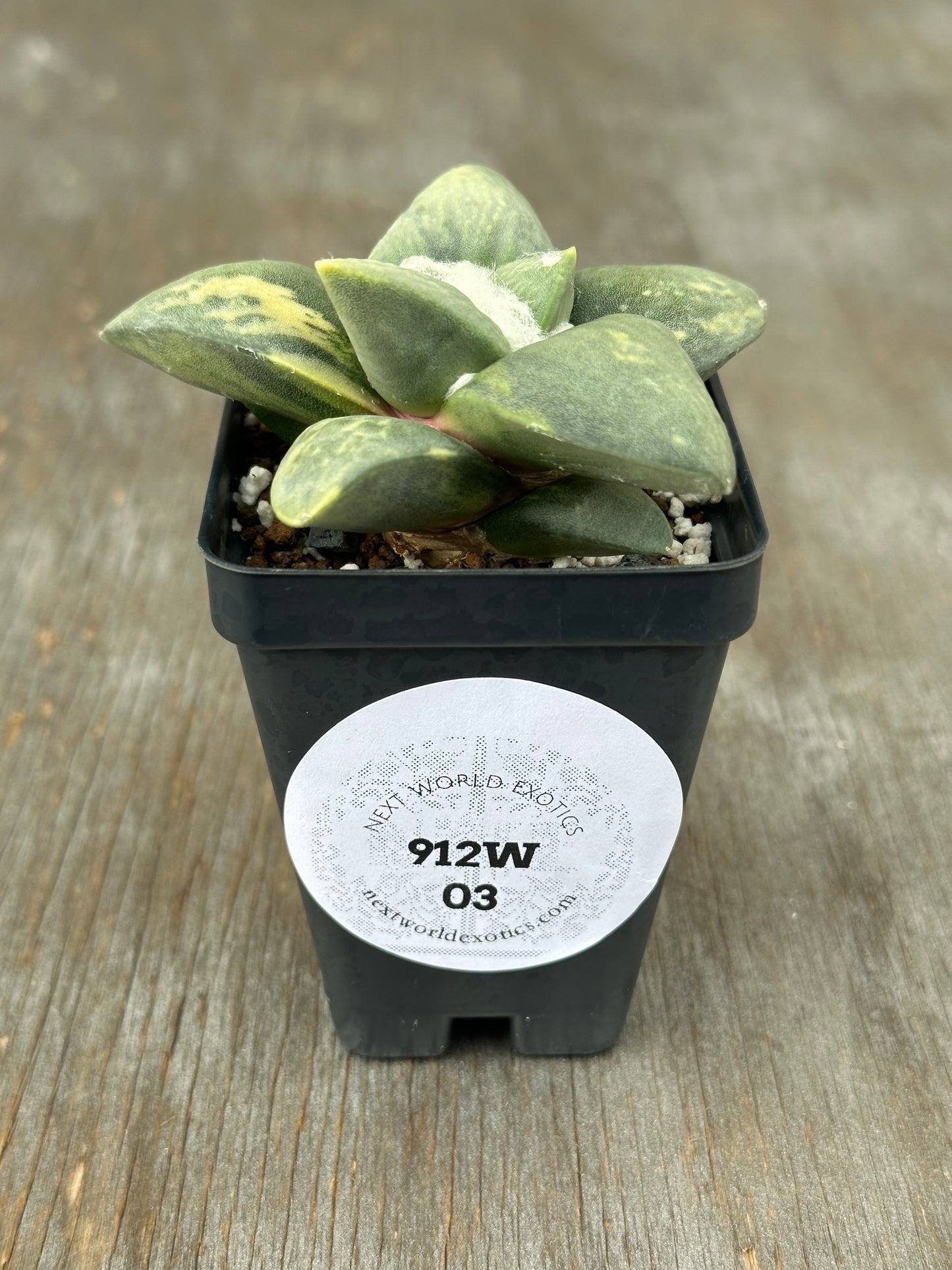 Ariocarpus Retusus Variegated (912W03) in a 4-inch pot, featuring star-shaped, thick triangular tubercles forming a rosette.