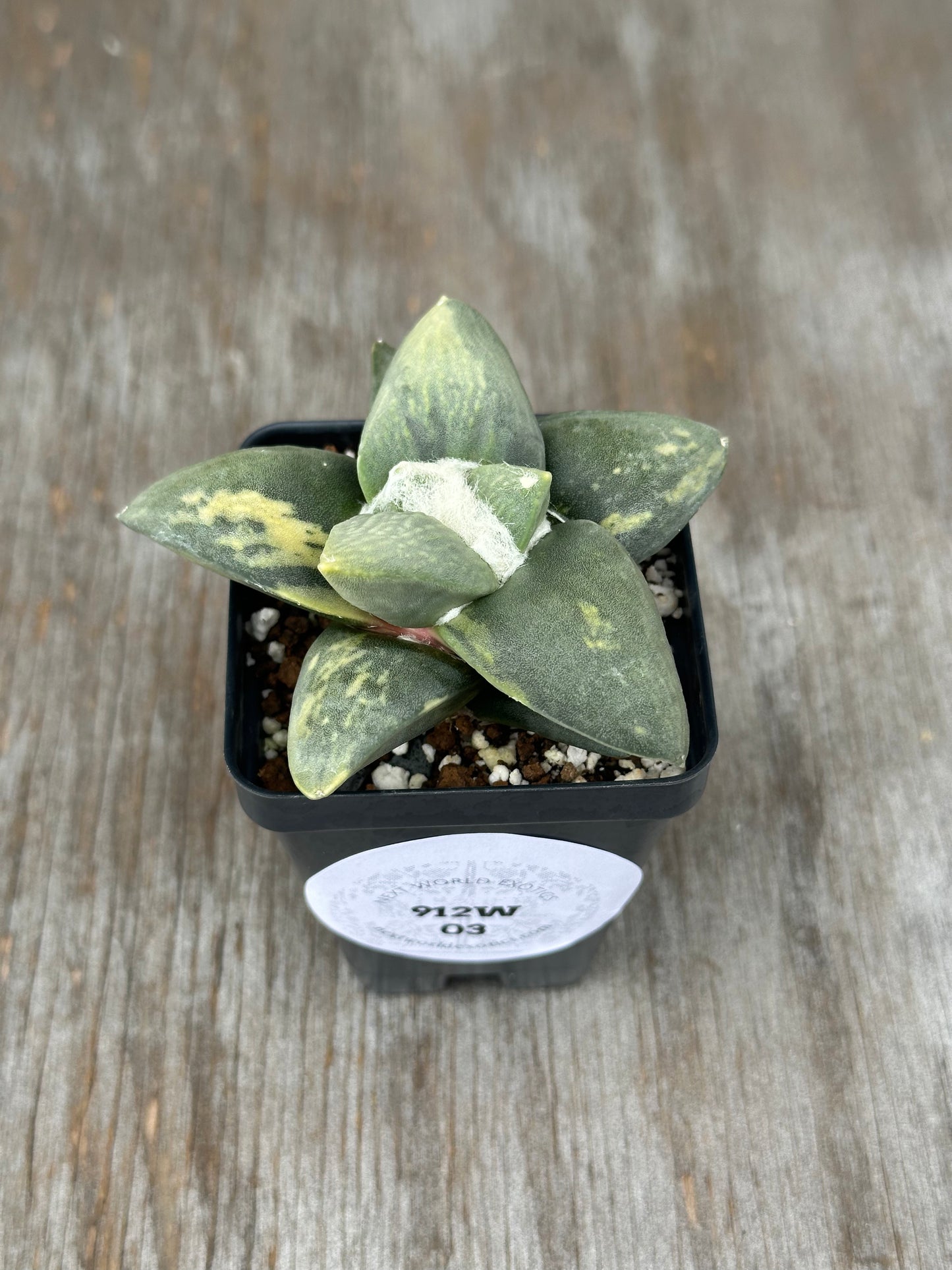 Ariocarpus Retusus Variegated (912W03) in a 4-inch pot, showcasing its star-shaped tubercles in a rosette pattern with pointed tips.