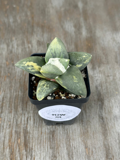 Ariocarpus Retusus Variegated (912W03) in a 4-inch pot, showcasing its star-shaped tubercles in a rosette pattern with pointed tips.