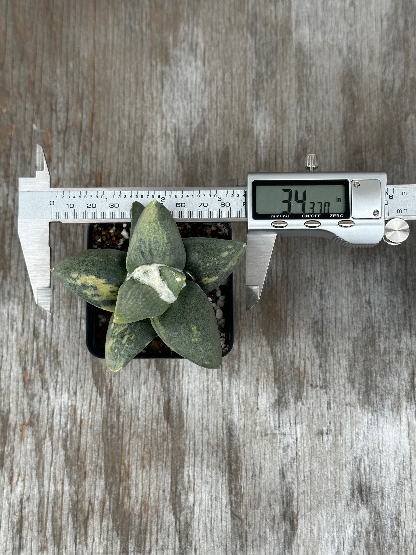 Ariocarpus Retusus Variegated (912W03) in a 4-inch pot with a digital measuring device displaying its size. The plant features star-shaped, triangular tubercles.