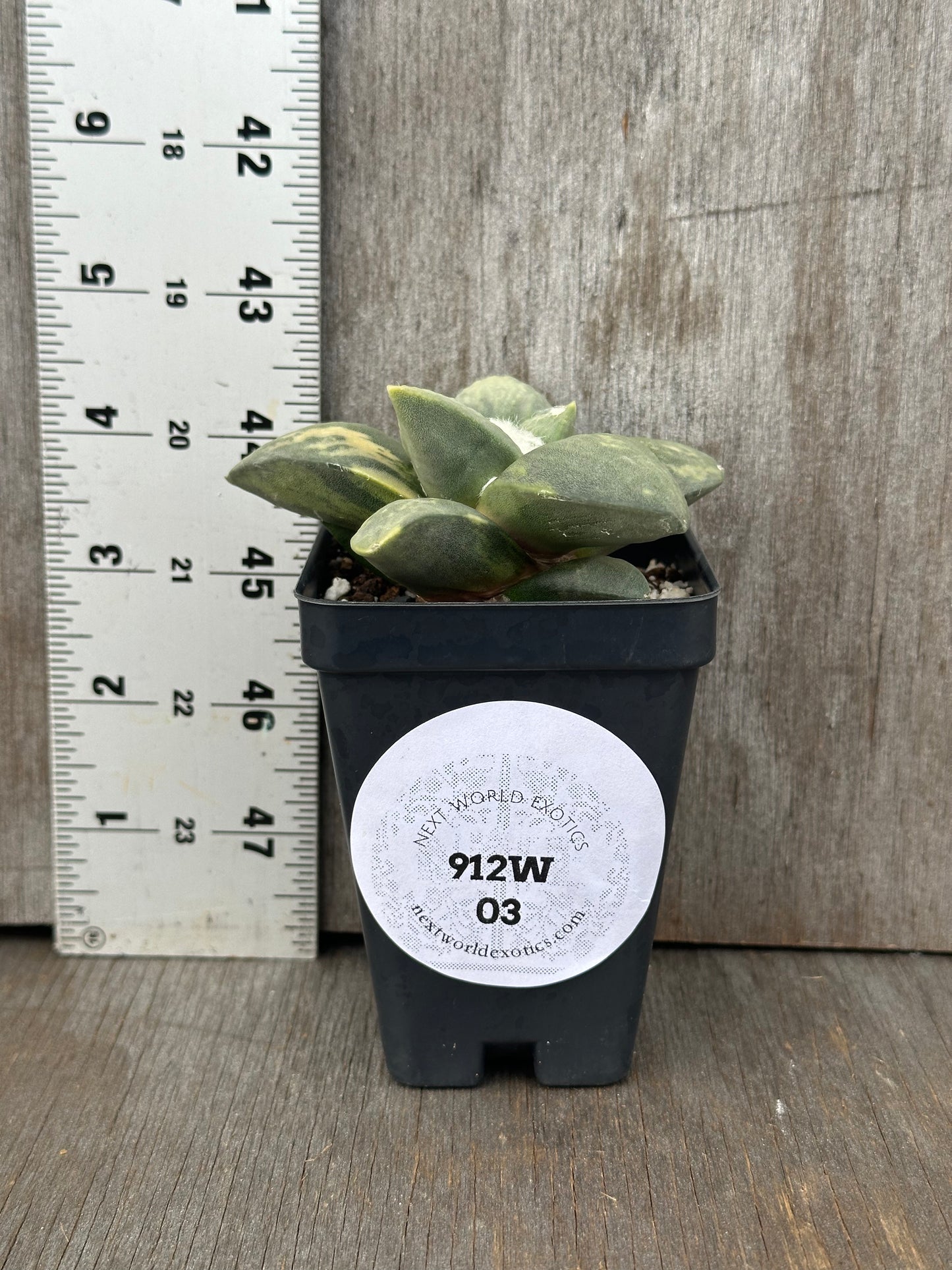 Ariocarpus Retusus Variegated in a 4-inch pot next to a ruler, showcasing its star-shaped tubercles and rosette formation.