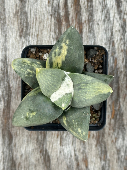 Ariocarpus Retusus Variegated (912W03) in a black pot, showcasing its star-shaped arrangement of thick tubercles forming a rosette.