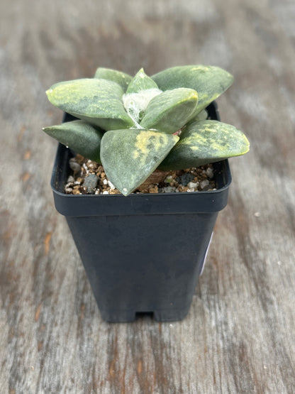 Ariocarpus Retusus Variegated (912W03) in a 2.25-inch pot, featuring star-shaped tubercles forming a rosette, with thick, triangular leaves.