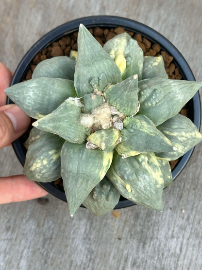 Hand holding a potted Ariocarpus Retusus cv. Cauliflower Variegated (ARCV1) 🌱, showcasing its large size and intricate pattern.