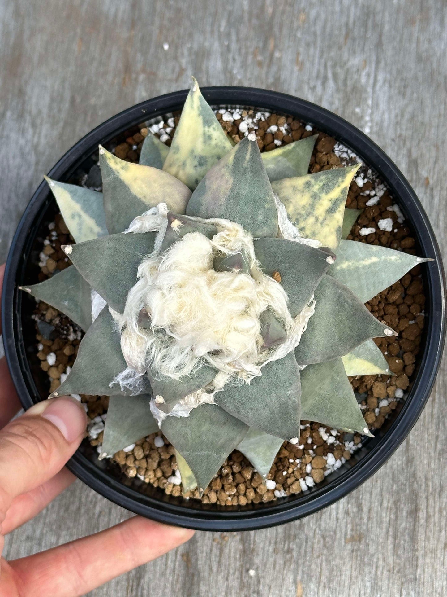 Hand holding a variegated Ariocarpus Retusus (ARV1) in a 5-inch pot, showcasing its unique splashy variegation and half-moon color segments on several leaves.