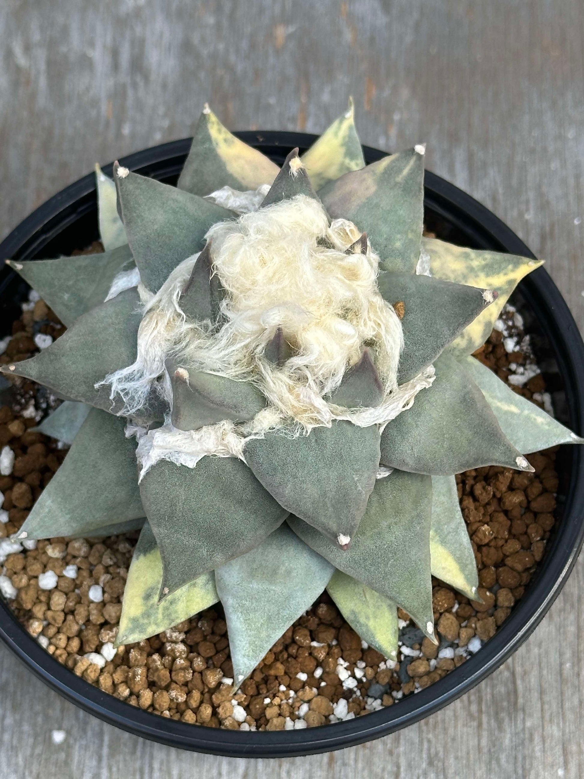 Ariocarpus Retusus Variegated (ARV1) 🌱 in a 5-inch pot, showcasing unique variegation and half-moon segments on its leaves.