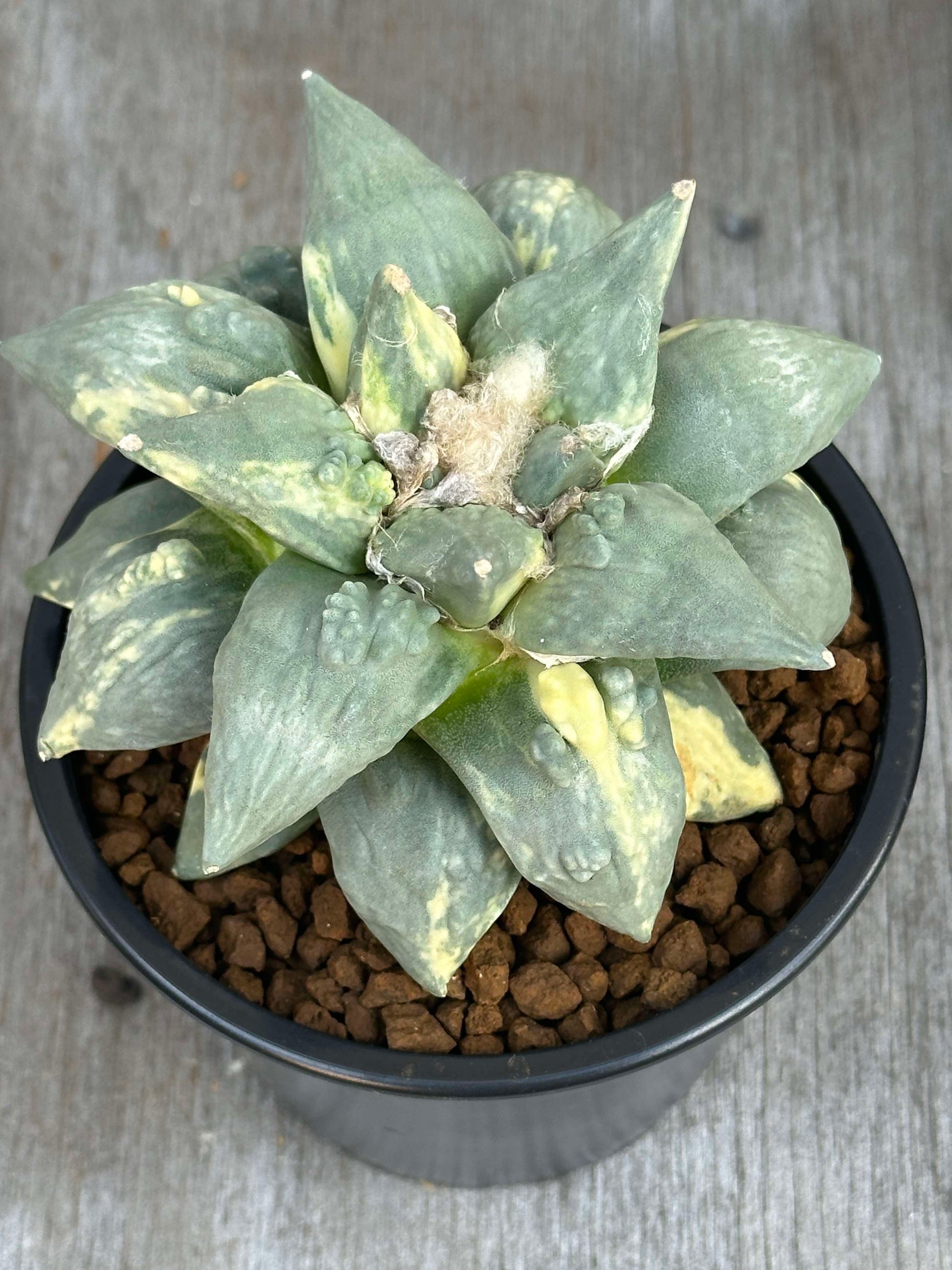 Ariocarpus Retusus cv. Cauliflower Variegated (ARCV1) 🌱 in a 5-inch pot, showcasing its large size and distinct variegated pattern.