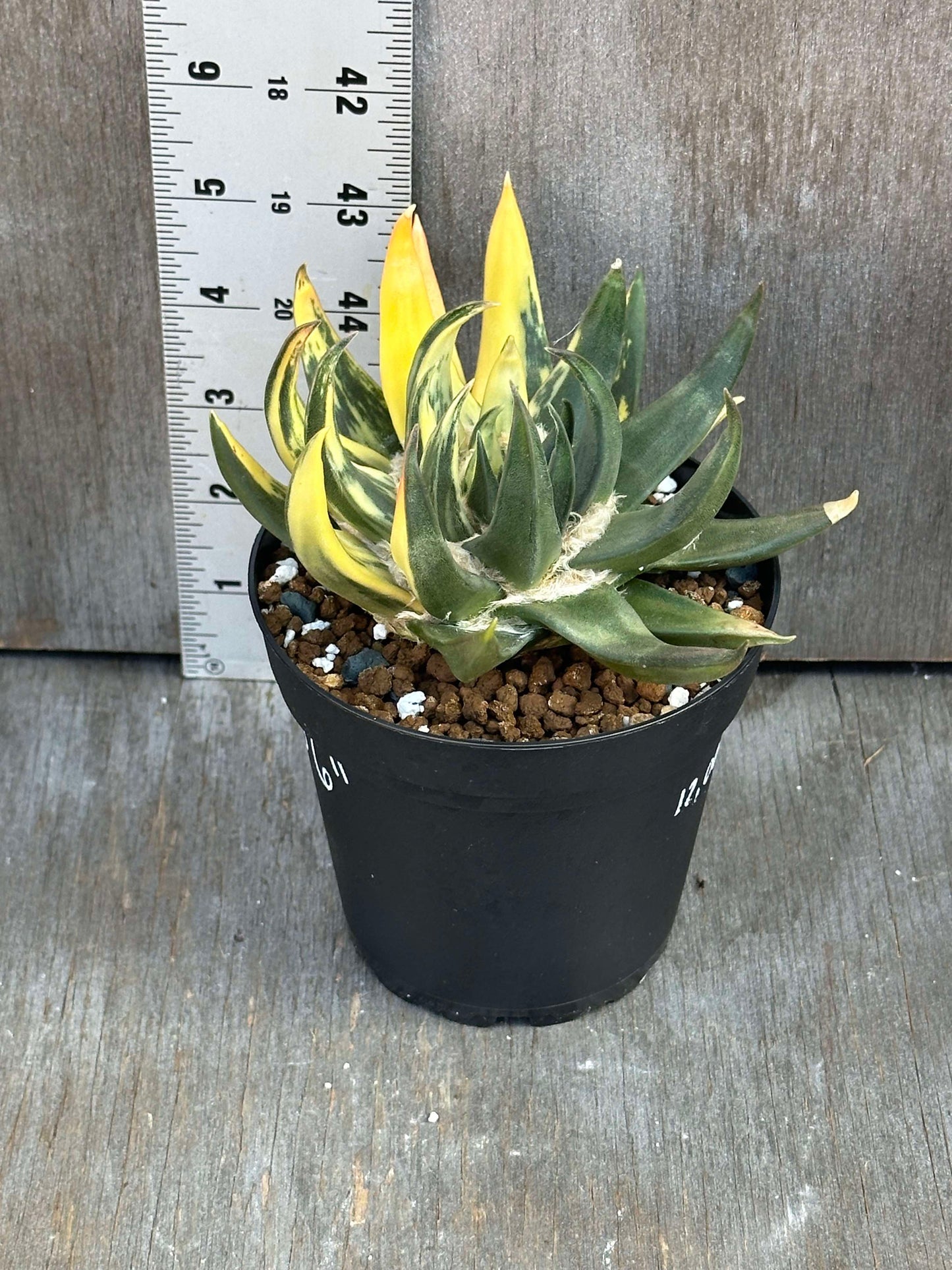 Ariocarpus Trigonus Variegated (ATV1) 🌱 in a 4-inch pot, showcasing bright yellow variegation and triangular tubercles.