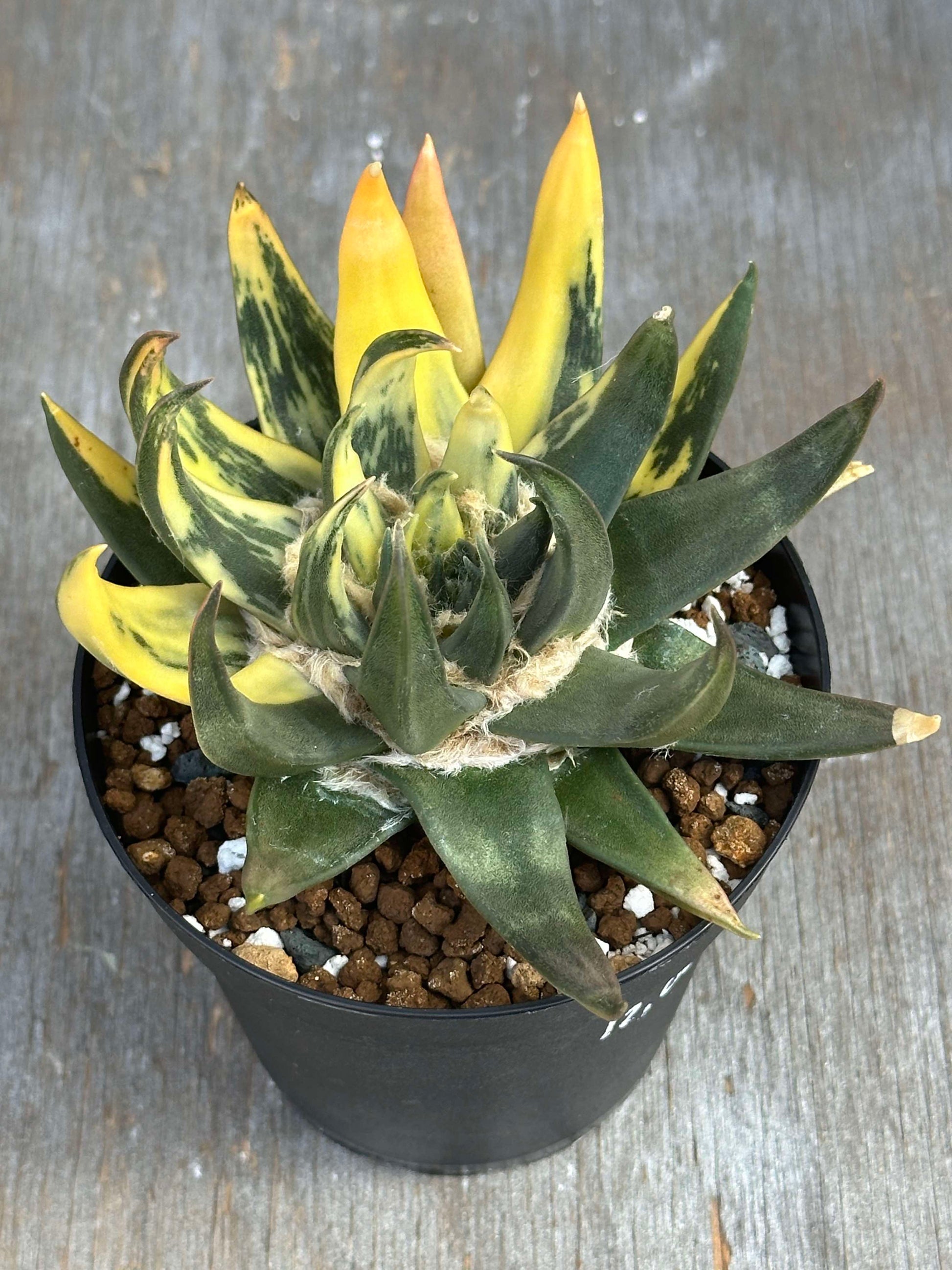 Ariocarpus Trigonus Variegated (ATV1) 🌱 in a 4-inch pot, displaying yellow and green leaves with distinctive triangular tubercles.