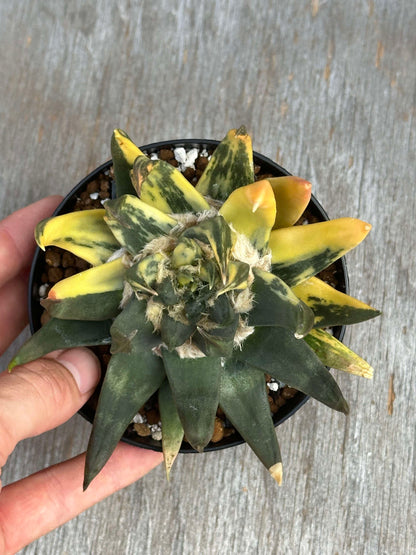 A hand holding a potted Ariocarpus Trigonus Variegated (ATV1) with distinct triangular tubercles, showcasing its well-established growth in a 4-inch pot.