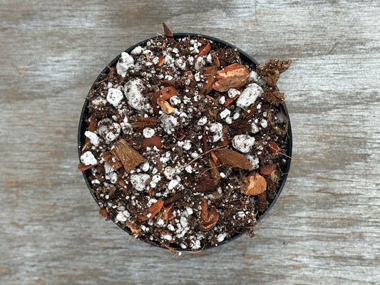 Potted plant in a black bowl with dirt and white rocks, showcasing the Aroid #3 Substrate - Shipping Included for fast-draining, moisture-retentive soil mix.