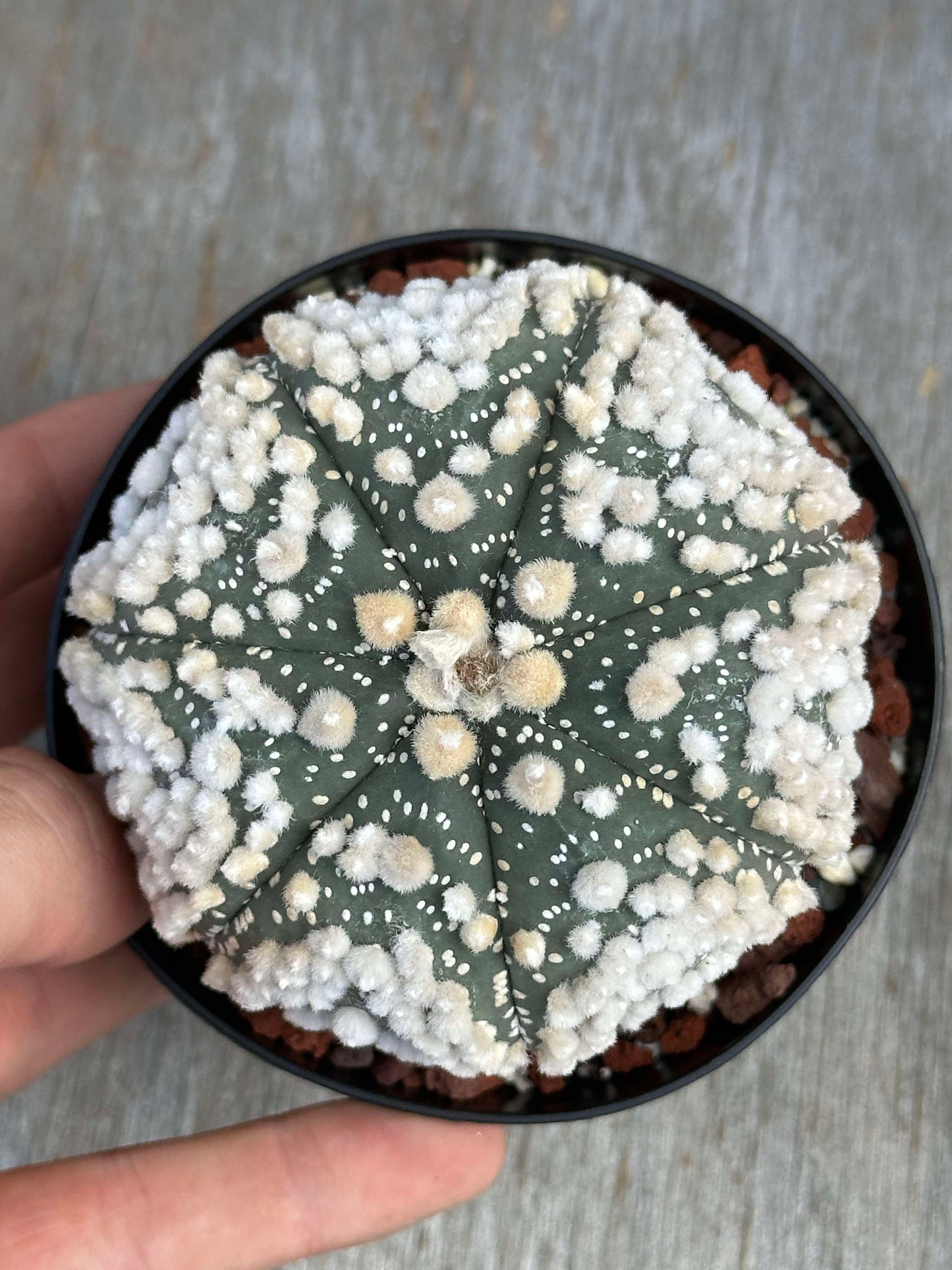 Hand holding Astrophytum asterias cv. Hanzano cactus with a smooth green body and dense white woolly dots, in a 4-inch pot.