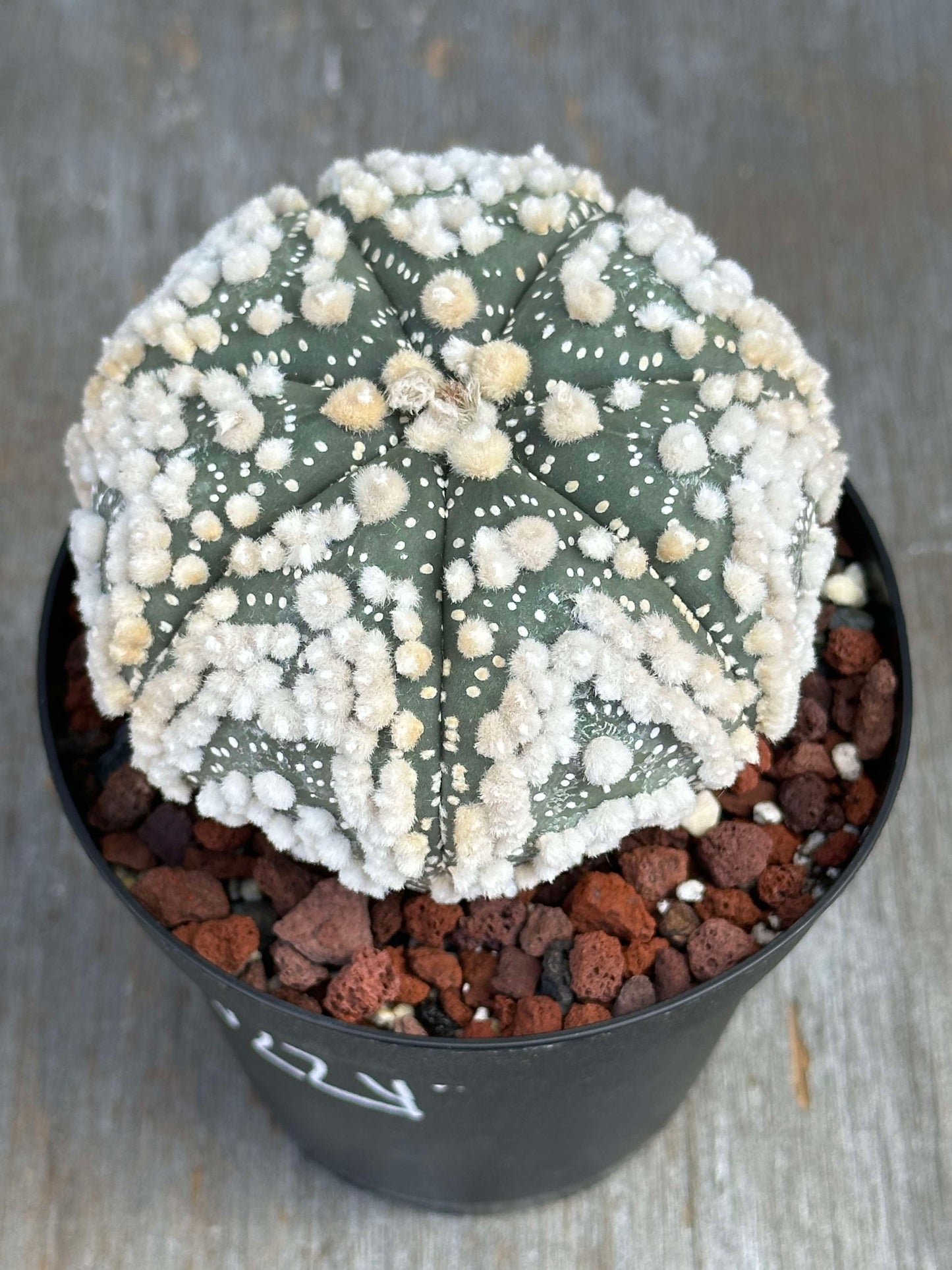 Astrophytum Asterias cv. Hanzano (AAH1) 🌱: A compact cactus in a 4-inch pot, featuring a smooth green body with white flecks and dense woolly dots.