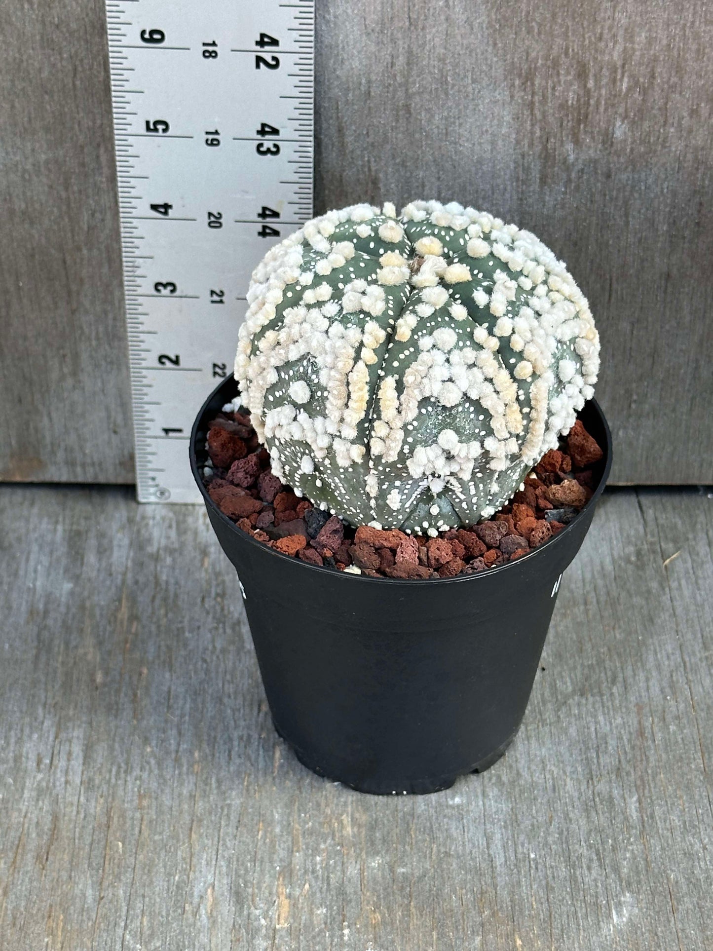 Astrophytum Asterias cv. Hanzano (AAH1) 🌱 in a 4-inch pot, displaying a smooth green body with white woolly dots and a ruler for scale.