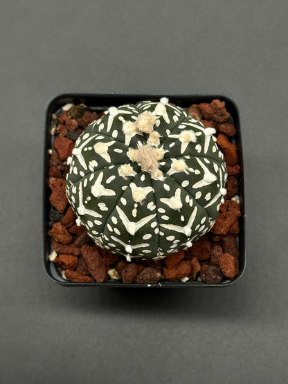 Astrophytum Asterias cv. 'V-Type' in a 2.5-inch pot, showcasing its unique structure, available at Next World Exotics.