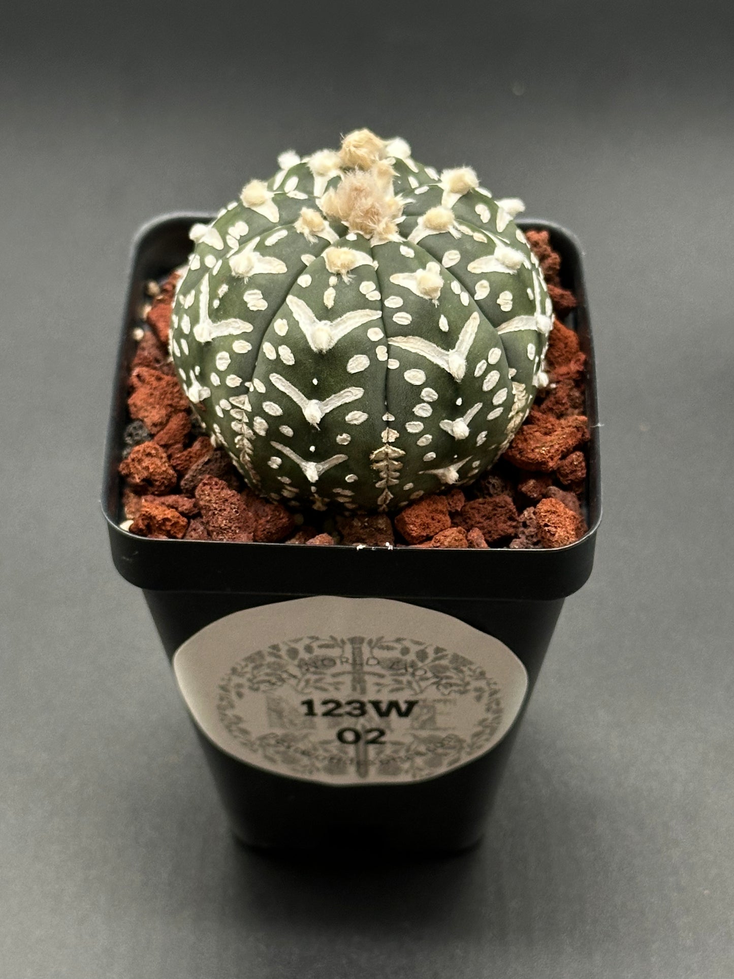 Astrophytum Asterias cv. 'V-Type' cactus in a 2.5-inch pot, showcasing white spots. Ideal for collectors seeking rare, exotic houseplants.