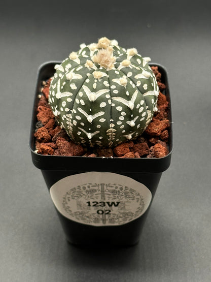 Astrophytum Asterias cv. 'V-Type' cactus in a 2.5-inch pot, showcasing white spots. Ideal for collectors seeking rare, exotic houseplants.