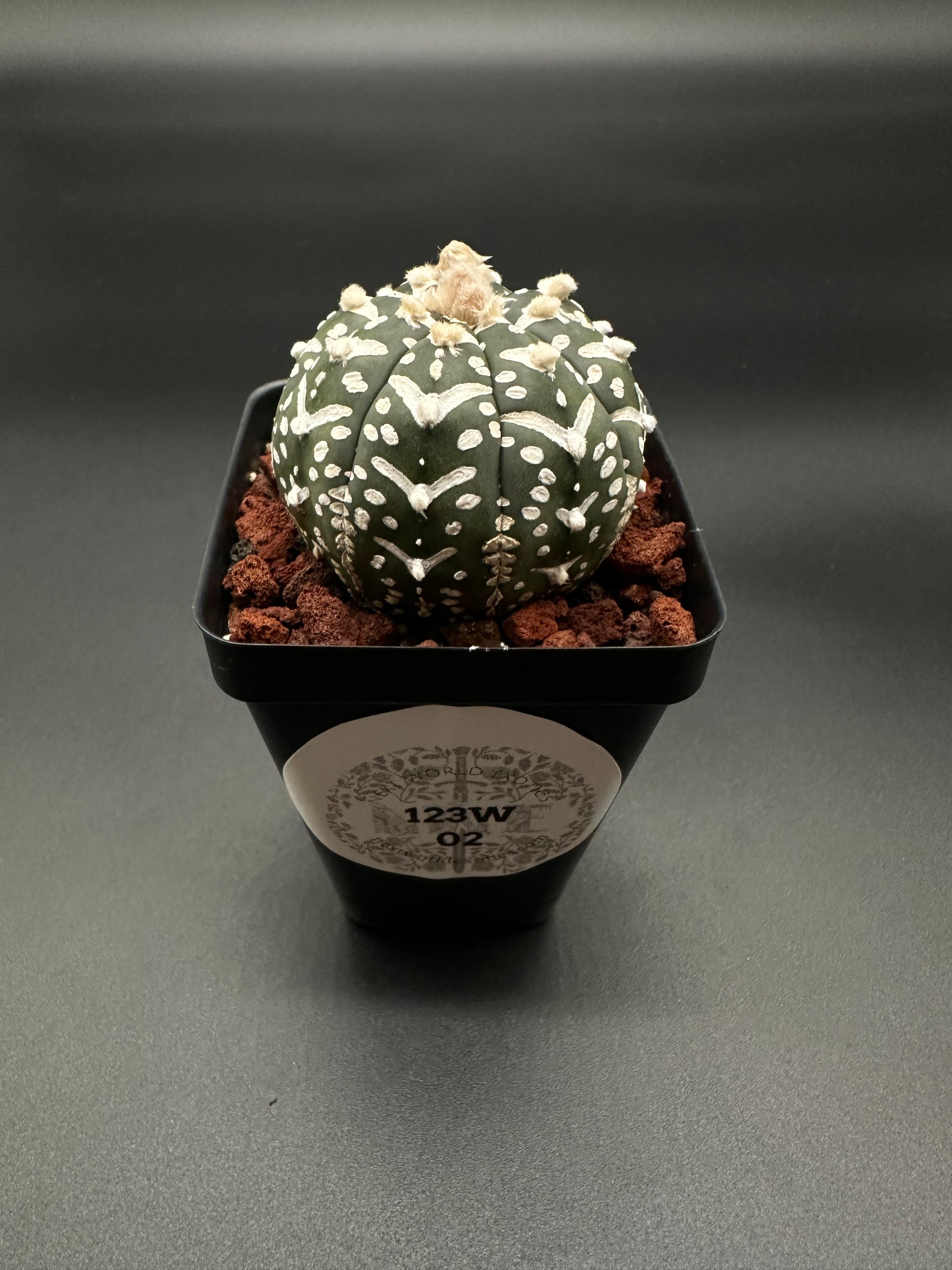 Astrophytum Asterias cv. 'V-Type' (123W02) cactus with white spots, in a 2.5-inch pot, from Next World Exotics' rare plant collection.